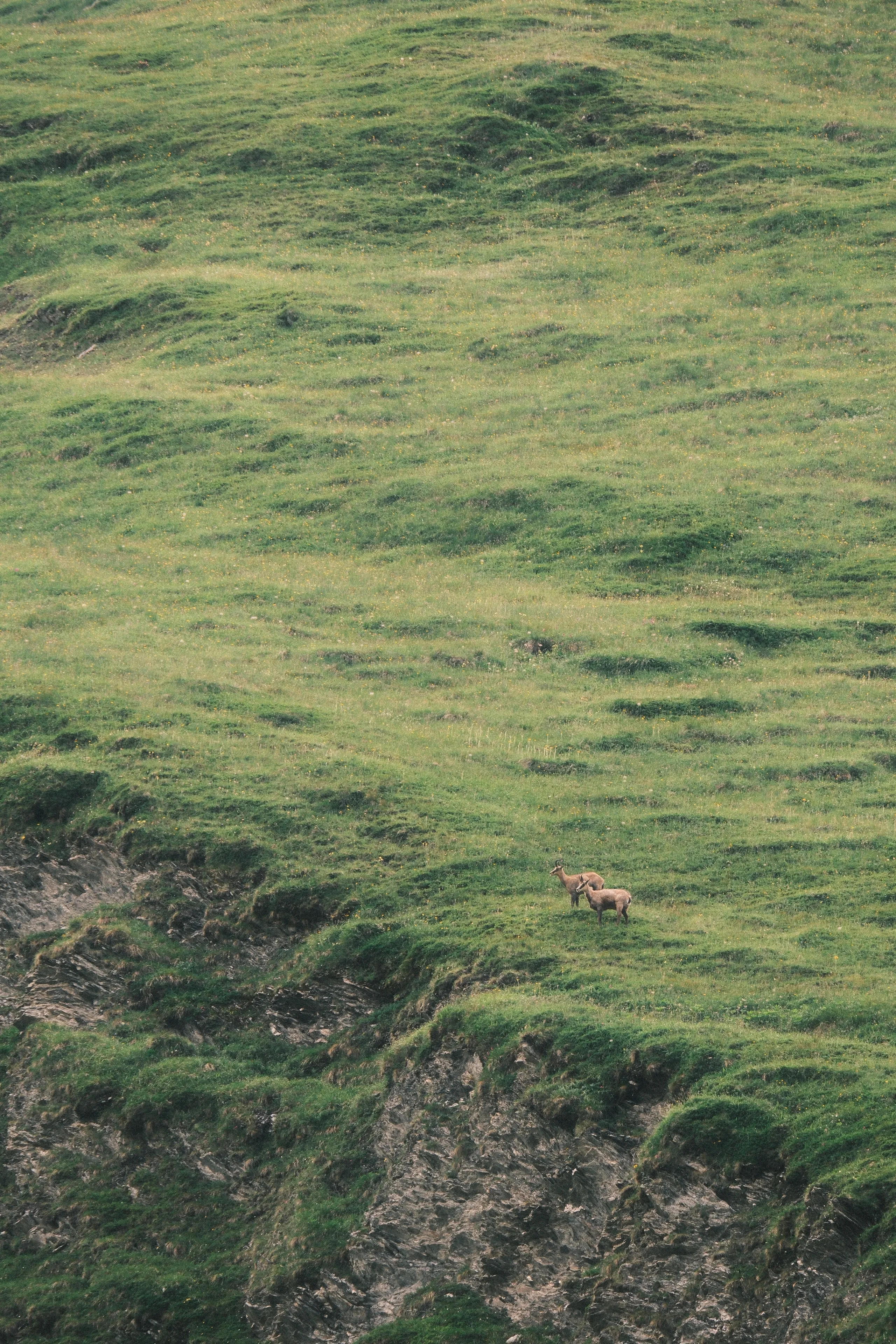 Out in the Alps - detail from the blog article